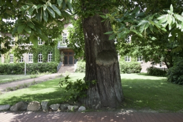 Ess-Kastanie in Ebstorf, Juni 2013